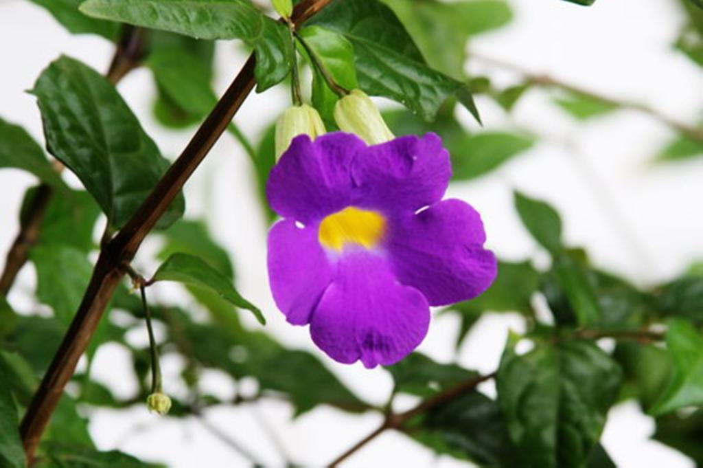 Pousada Sitio Paraiso Itacare Ngoại thất bức ảnh