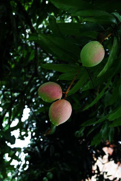 Pousada Sitio Paraiso Itacare Ngoại thất bức ảnh