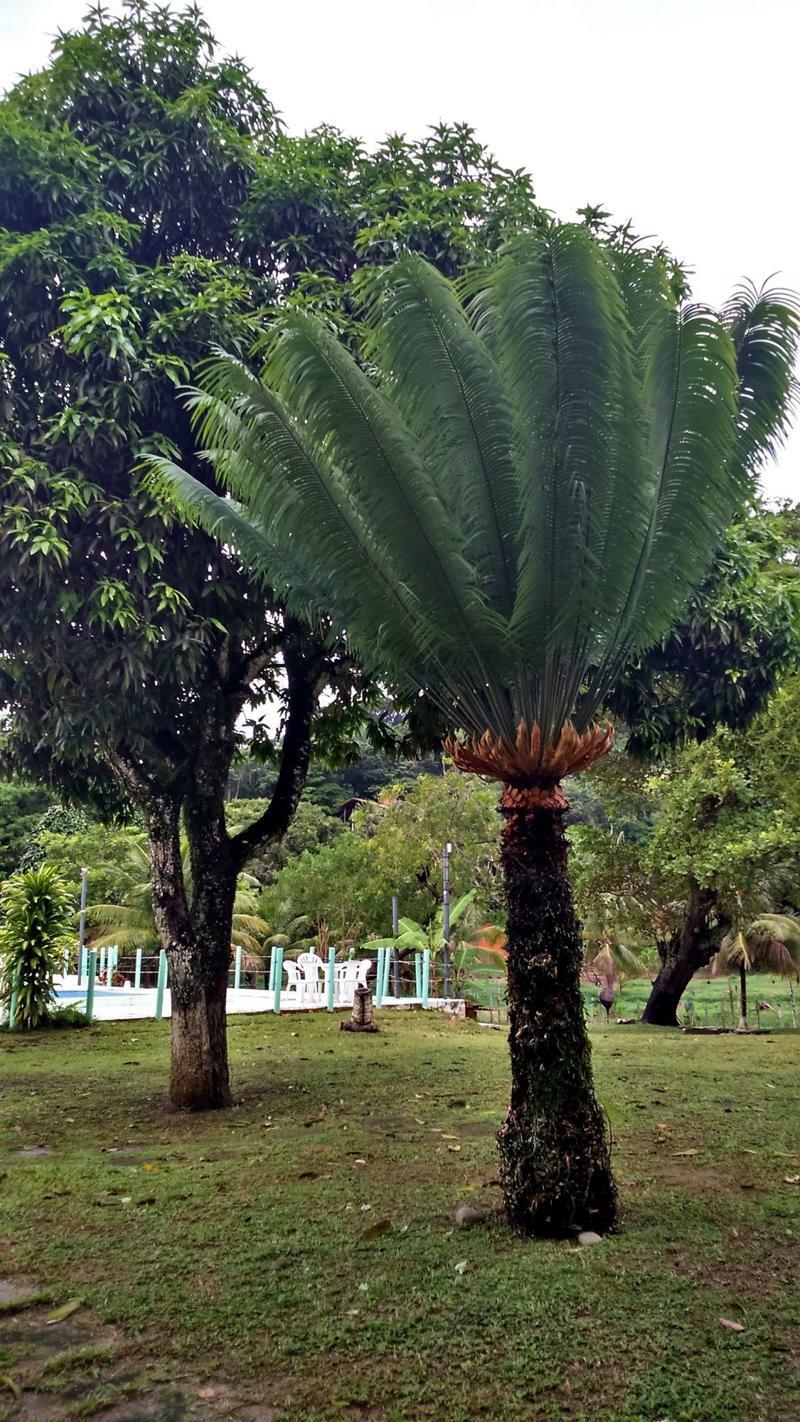Pousada Sitio Paraiso Itacare Ngoại thất bức ảnh